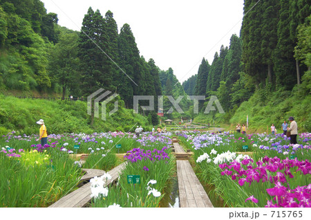 花しょうぶ祭り 花しょうぶ祭り 715765