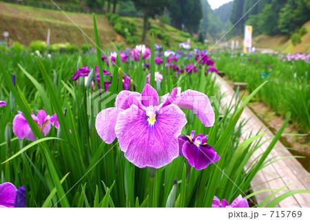 花しょうぶ祭り 715769