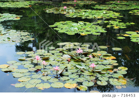 水蓮の池 水蓮の池 716453
