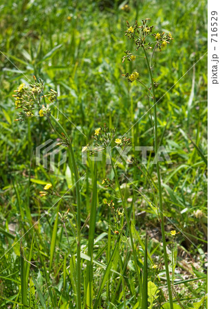 見沼田圃・春　オニタビラコ(キク科） 716529