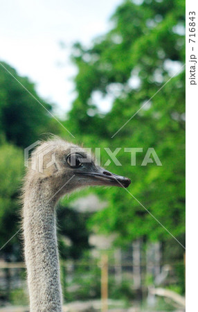 ダチョウ 716843
