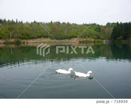 鏡ヶ池のアヒル 鏡ヶ池のアヒル 716930