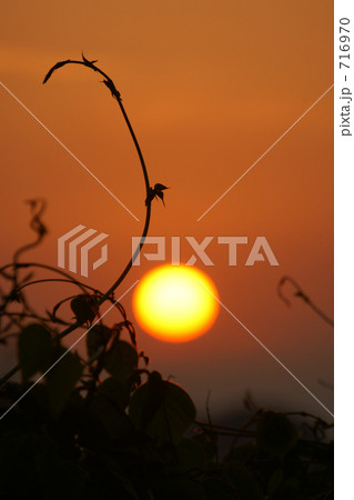 夕陽と雑草 716970