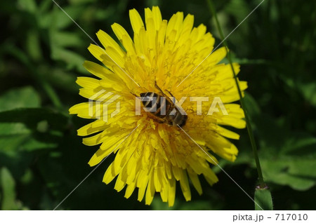 たんぽぽとミツバチ たんぽぽとミツバチ 717010