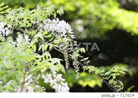 白い藤の花 717014