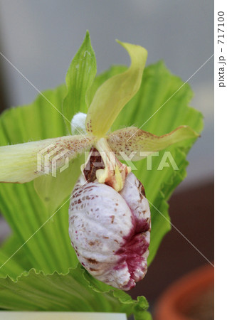 絶滅危惧種熊谷草 絶滅危惧種熊谷草 717100