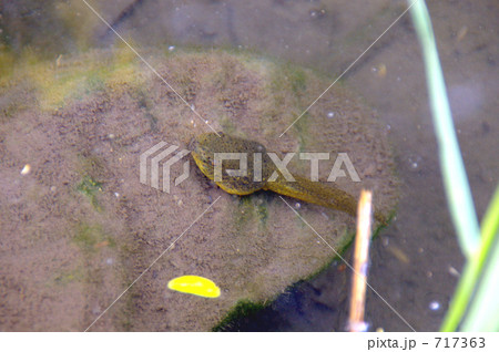 おたまじゃくし おたまじゃくし 717363