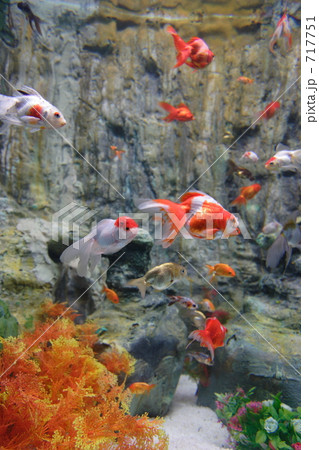 金赤の竜宮城 717751