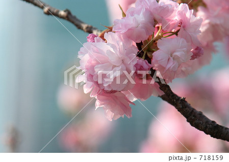 サトザクラ「関山」 718159