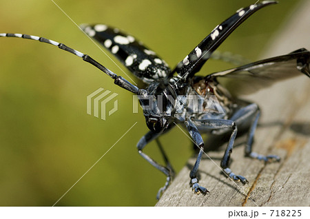 ゴマダラカミキリ 718225