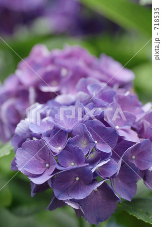 紫陽花 718535