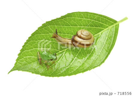 アマガエルと蝸牛 アマガエルと蝸牛 718556