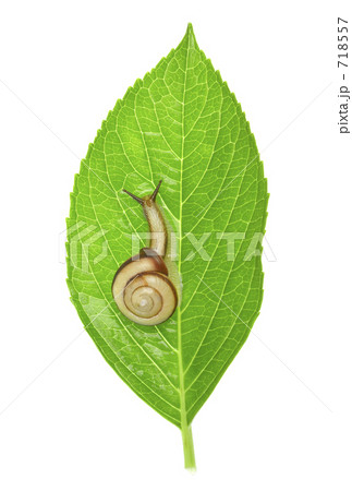 かたつむり 718557