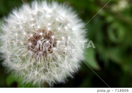 たんぽぽの綿毛 たんぽぽの綿毛 718806