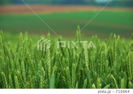 富良野麦畑 718864