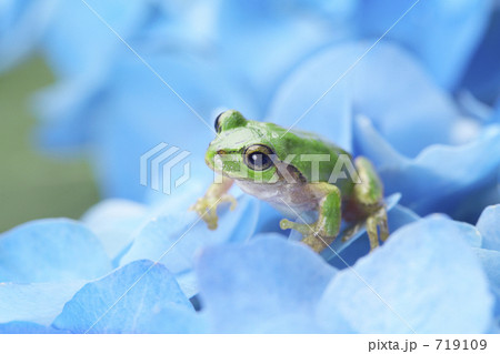 アマガエル 719109