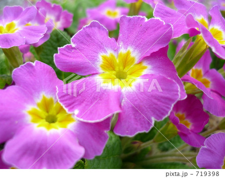 プリムラ　１ 719398