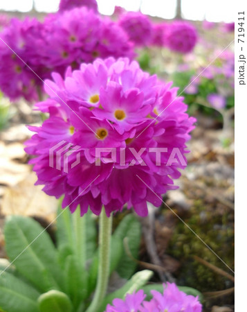 プリムラ　１ 719411