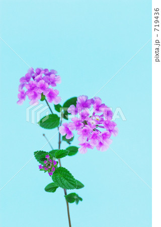 小さなランタナ 小さなランタナ 719436