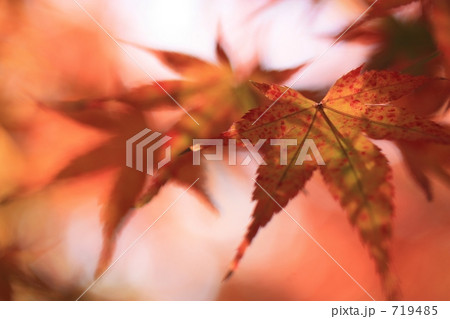 秋萌ゆる。 秋萌ゆる。 719485