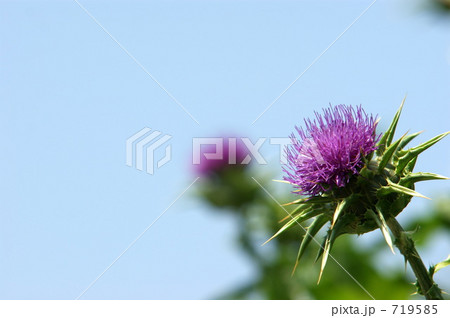 マリアアザミ 719585