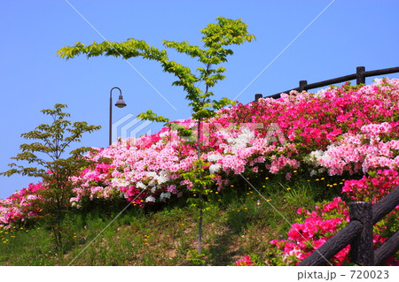 つつじの咲く斜面 つつじの咲く斜面 720023