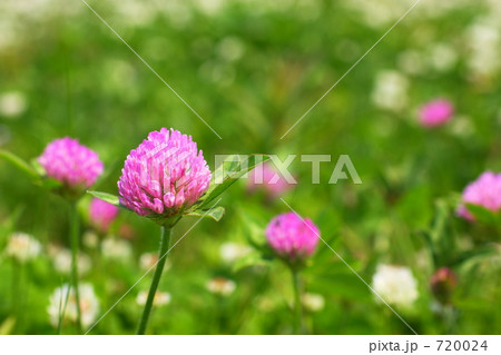 アカツメグサ アカツメグサ 720024