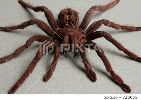 毒蜘蛛 クモ 蜘蛛の写真素材 7065