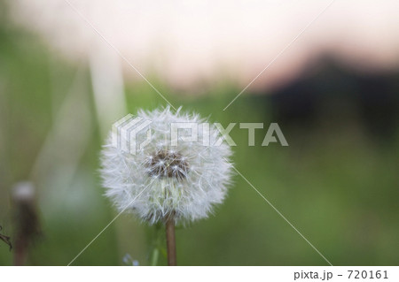 夕暮れのわたぼうし 720161