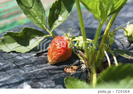 熟すイチゴ 720164