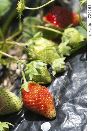 赤いイチゴとあおいイチゴ 720165