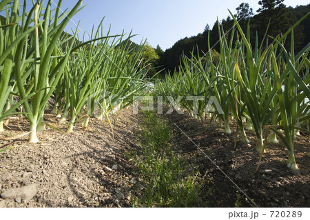 タマネギの収穫まであと一息 720289