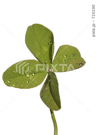 四つ葉のクローバー（切り抜き） 720290
