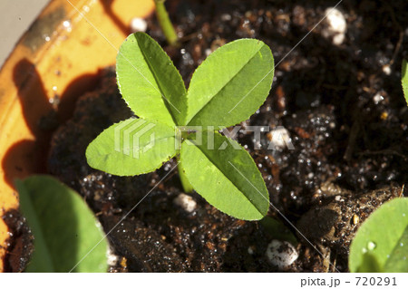 鉢の中の四つ葉のクローバー 720291