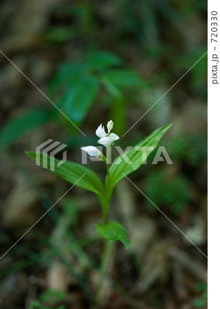 見沼田圃・春　ギンラン（ラン科） 720330