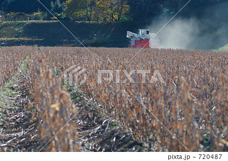 大豆畑の収穫 720487