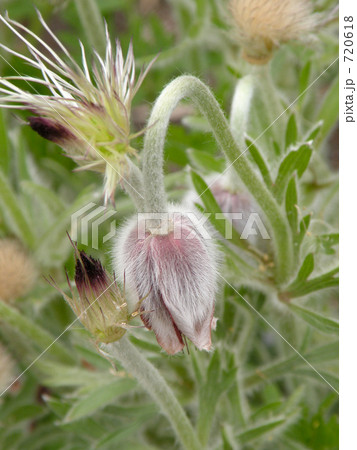 オキナグサ 720618