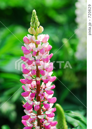 ピンクのルピナス 720629