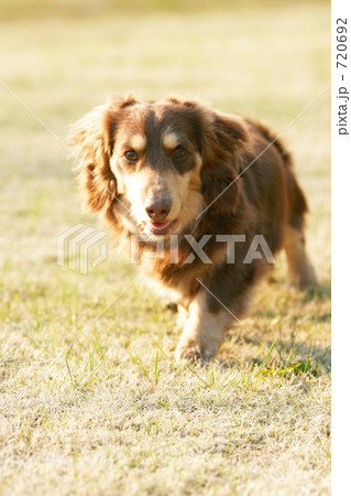 ワンコ　ダッシュ！！ 720692