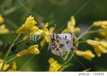 ツマキチョウ 720693