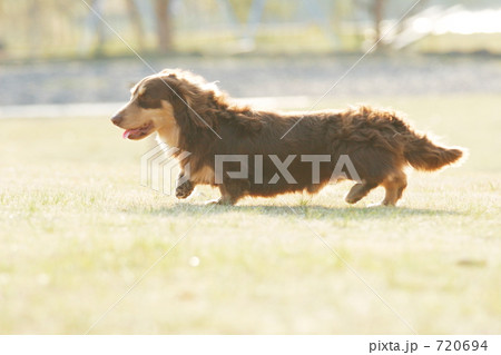 ワンコ　ダッシュ！！ 720694