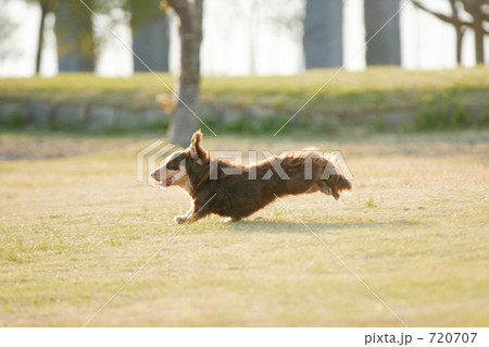 ワンコ　ダッシュ！！ 720707