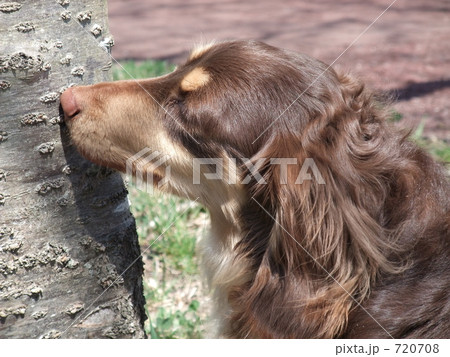 わんこと散歩 720708