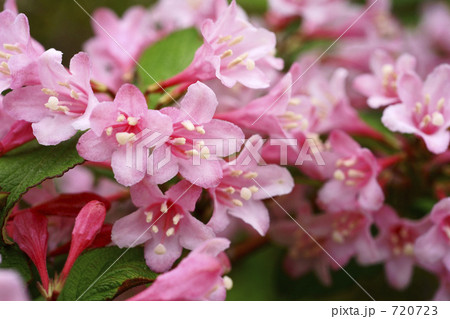 タニウツギの花 720723