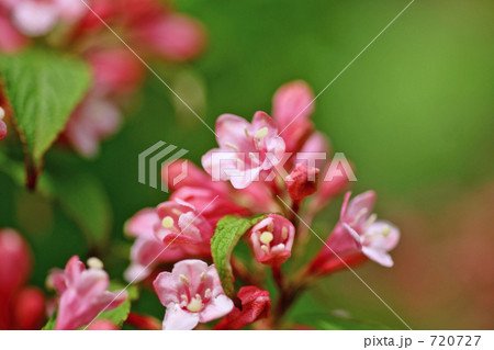 タニウツギの花2 タニウツギの花2 720727