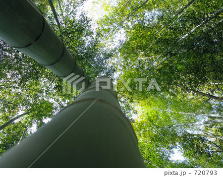 見上げた竹林 720793