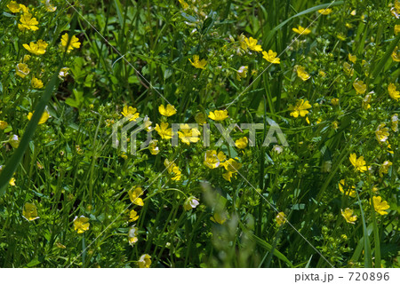 見沼田圃・春 オヘビイチゴ(バラ科) 見沼田圃・春 オヘビイチゴ(バラ科) 720896