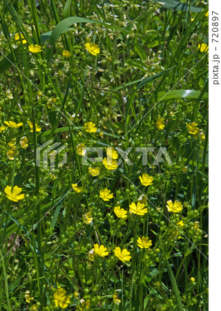 見沼田圃・春 オヘビイチゴ(バラ科) 見沼田圃・春 オヘビイチゴ(バラ科) 720897