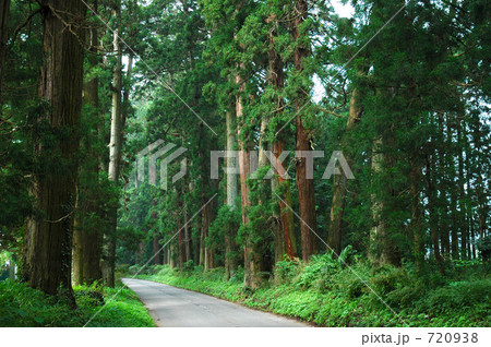 今市市の杉並木 720938