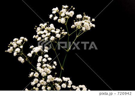 カスミ草 カスミ草 720942